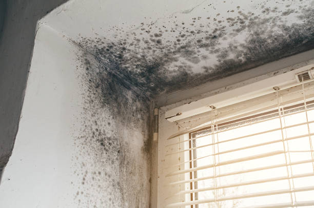 Affordable Mold Cleanup solutions in Jackson, NJ